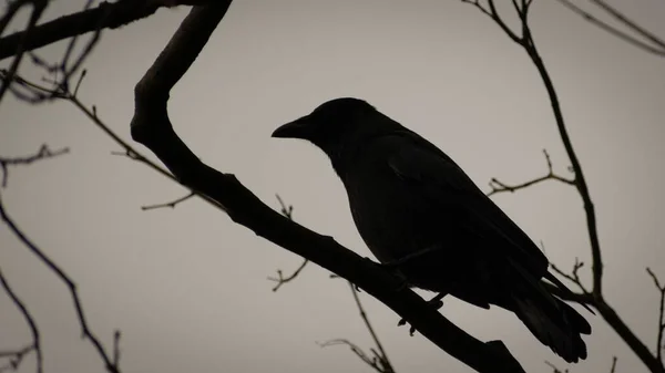 Closeup Shot Silhouette Crow Perched Tree Evening Day — Stock Photo, Image