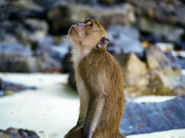 岩に囲まれた通りに野生の猿のクローズアップショット — ストック写真