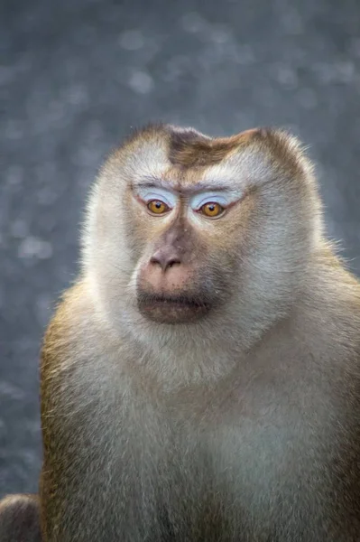 Eine Vertikale Aufnahme Eines Affen Mit Grauem Hintergrund — Stockfoto