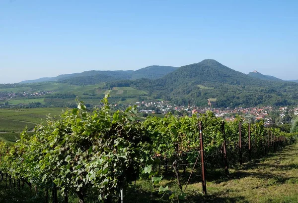 Ein Weinberg Der Pfalz Einem Sonnigen Tag — Stockfoto