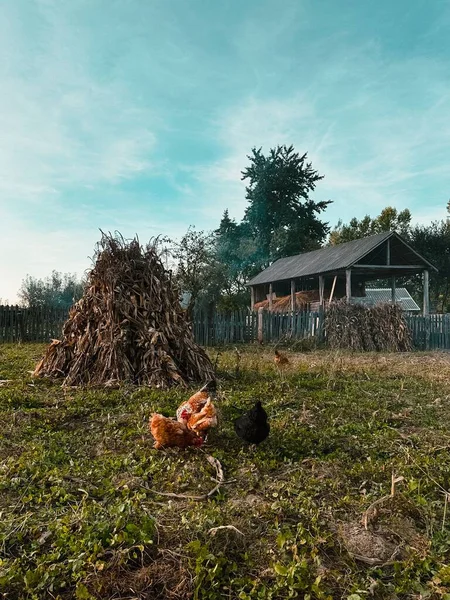 Meerdere Kippen Een Landbouwgrond Romania — Stockfoto