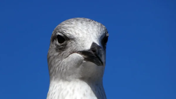 Close Common Gull Head Larus Canus Blue Sky — Stock Photo, Image
