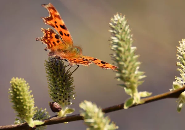 植物上のコンマ蝶の選択的な焦点 — ストック写真