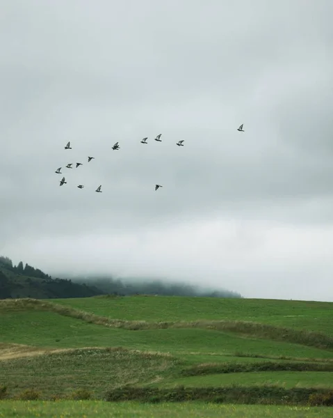 Vogels Vliegen Een Heuvellandschap Bosnië — Stockfoto