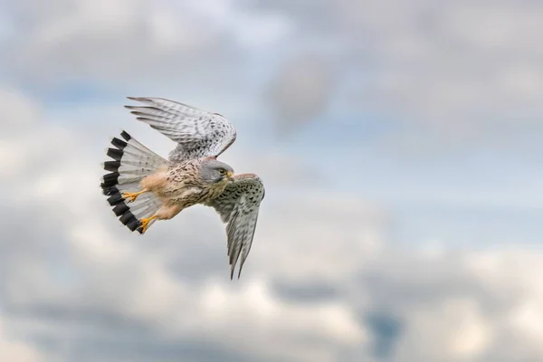Selective Focus Shot Kestrel Bird Flying Cloudy Sky — Stock Photo, Image