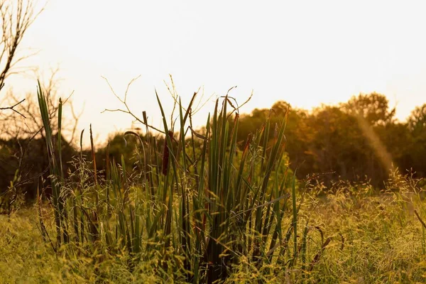 夕暮れ時の畑の芝生の美しい景色 — ストック写真