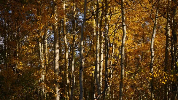 Μια Ομάδα Από Ψηλά Φθινοπωρινά Δέντρα Φύλλα Πορτοκαλιάς Στο Δάσος — Φωτογραφία Αρχείου