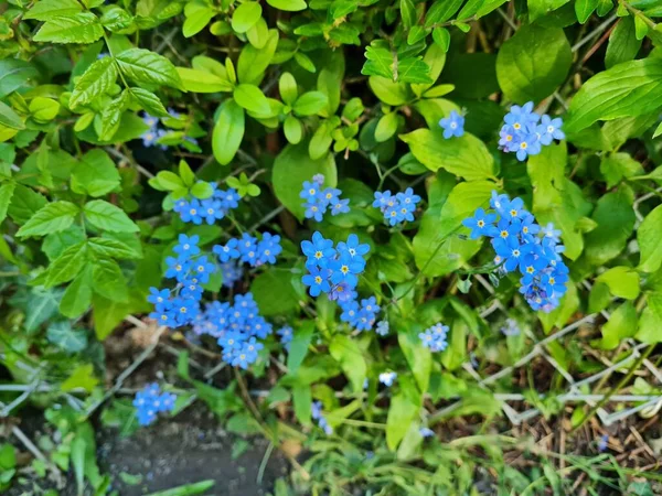 蓝色花植物的特写镜头 — 图库照片