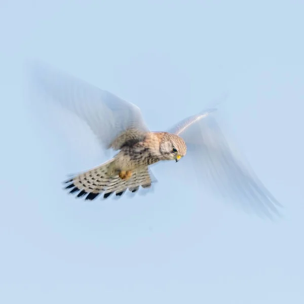 Selektivt Fokusskud Kestrel Fugl Der Flyver Klar Blå Himmel - Stock-foto
