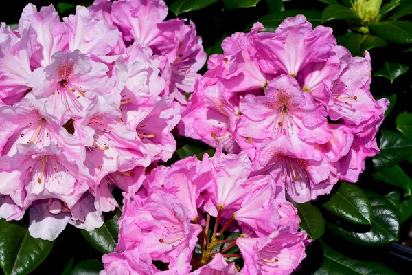 Primer Plano Centelleo Rhododendron Día Soleado —  Fotos de Stock