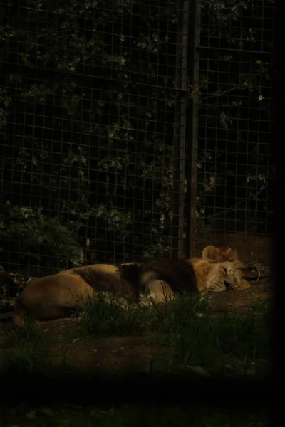 Großaufnahme Eines Zoo Schlafenden Männlichen Löwen — Stockfoto