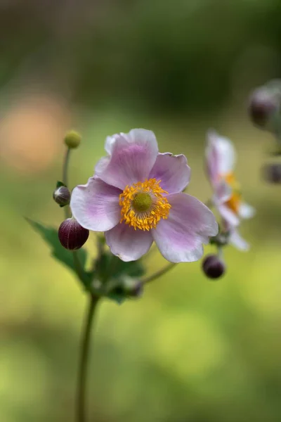 Image Single Japanese Thimbleweed Pink Flower Focus — Stock Photo, Image