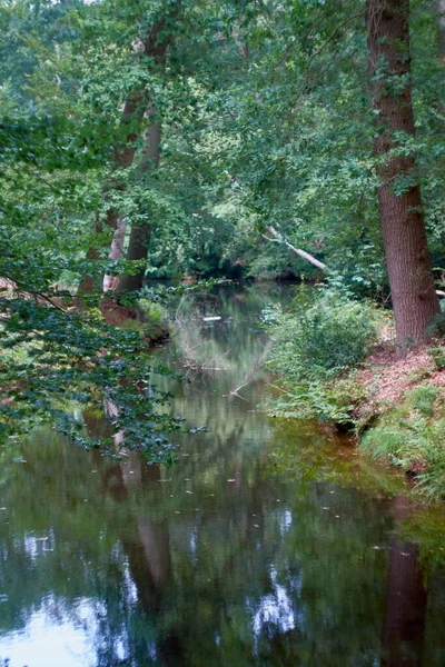 Uma Bela Vista Lago Uma Floresta Com Árvores Verdes Durante — Fotografia de Stock