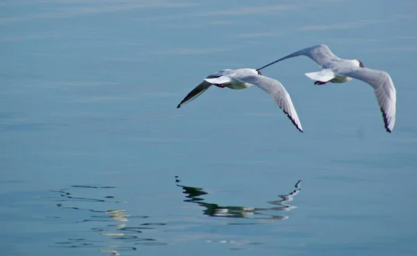 Чайки Відображені Водах Літають Над Озером Протягом Дня — стокове фото