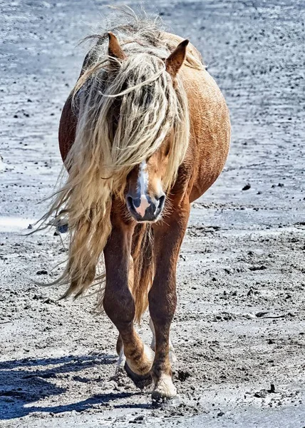 在阳光灿烂的日子里 一匹棕色野马在沙滩上散步的垂直镜头 — 图库照片
