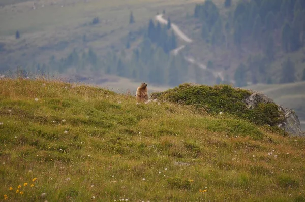 Alpler Çimlerinde Dinlenen Sevimli Bir Dağ Sıçanı Arka Planda Bulanık — Stok fotoğraf
