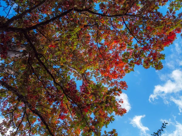 Μια Κάθετη Χαμηλή Γωνία Ενός Φυλλώδους Δέντρου Πράσινα Και Κόκκινα — Φωτογραφία Αρχείου