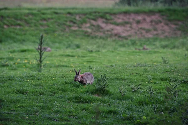 Gün Boyunca Çimlerin Üzerinde Oturan Sevimli Bir Avrupa Tavşanı — Stok fotoğraf