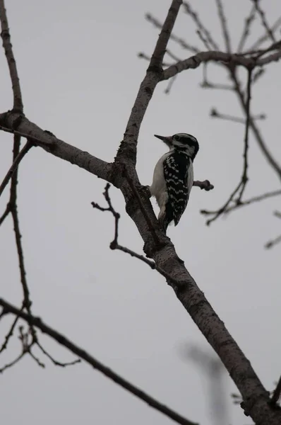 一只美丽的毛茸茸的啄木鸟栖息在灰蒙蒙的天空下一棵无叶的小树上 — 图库照片