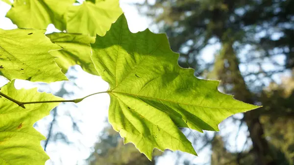 緑のカエデの葉の選択的フォーカスショット — ストック写真