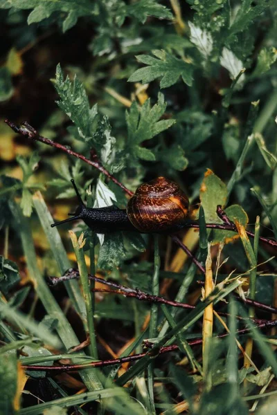 一只蜗牛在绿色植物上的垂直镜头 — 图库照片