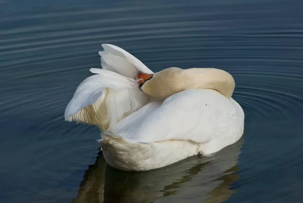 Hermoso Cisne Blanco Con Cabeza Bajo Ala Nadando Las Aguas — Foto de Stock