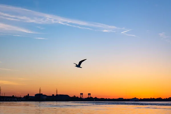 Gull Flying Mississippi River Shaded Sunset Sky — Stock Photo, Image