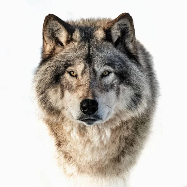 Een Close Portret Van Een Houtwolf Een Witte Achtergrond — Stockfoto