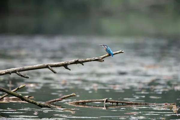 Foco Seletivo Pássaro Pescador Pau Sobre Rio — Fotografia de Stock
