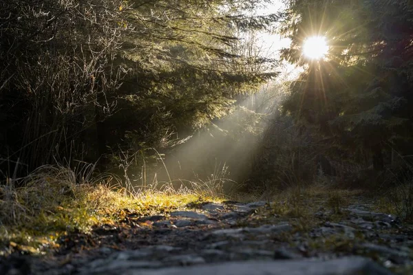 Ein Felsiger Pfad Wald Mit Sonnenlicht Das Durch Äste Sauerland — Stockfoto