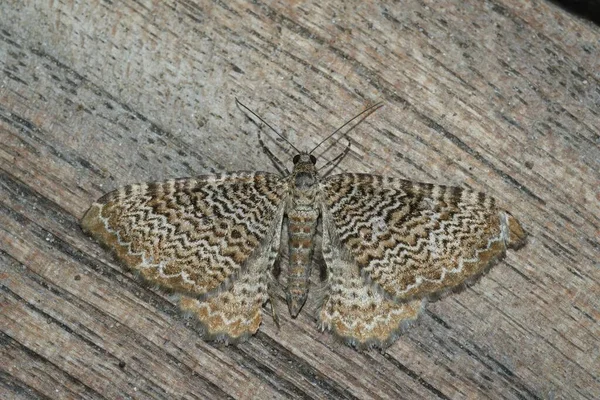 Detailed Closeup Beatiful Scallop Shell Geometer Moth Hydria Undulata Spread — Stock Photo, Image