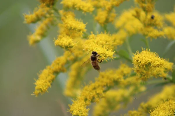 Eine Nahaufnahme Von Biene Auf Der Gelben Blume — Stockfoto