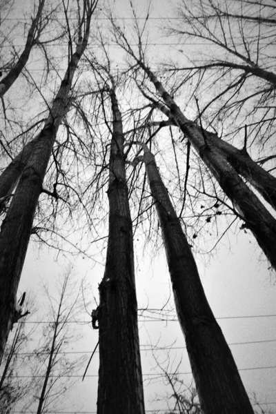 Düşük Açılı Bir Parktaki Uzun Ağaçların Gri Tonlu Görüntüsü — Stok fotoğraf