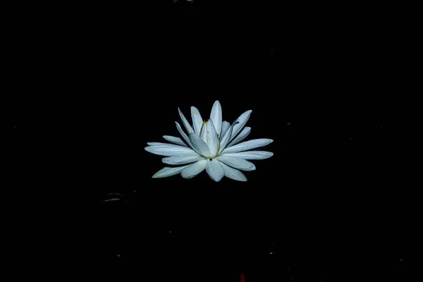Fragrant Water Lily Black Background — Stock Photo, Image