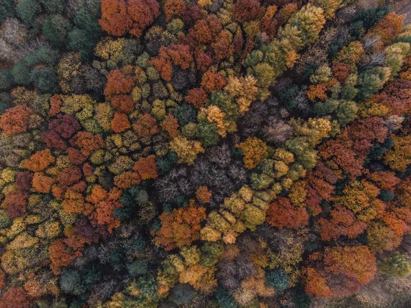 Zdjęcie Lotnicze Jesiennego Lasu Drzewami Pokrytymi Pomarańczowymi Czerwonymi Liśćmi — Zdjęcie stockowe
