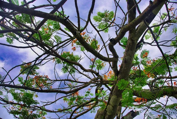Güneşli Bir Günde Yeşil Yapraklı Bir Ağacın Dalları — Stok fotoğraf