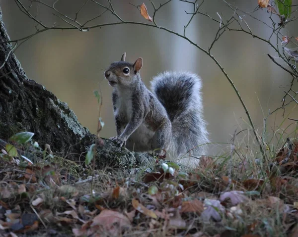 Esquilo Cinzento Floresta — Fotografia de Stock