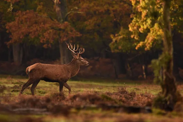 森の中の芝地に赤い鹿のクローズアップショット — ストック写真