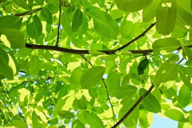 Bahçede yeşil yaprakları olan ağaç dallarının alçak açılı görüntüsü