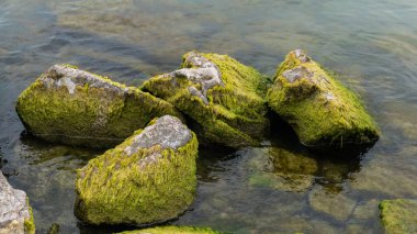 Suyun içindeki yosunlu kayaların yakın plan görüntüsü.