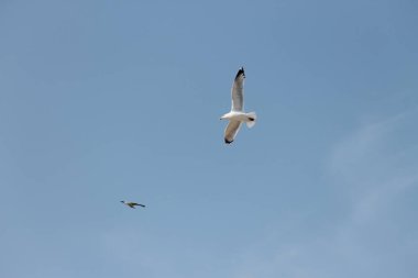 mavi gökyüzünde uçan martı