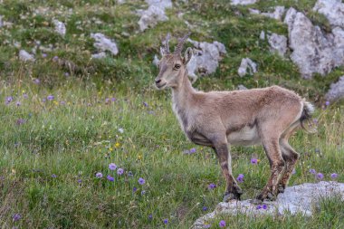 Dağlarda genç bir keçi