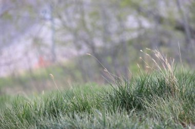 Bulanık bir arkaplan ile parkta yeşil çimlerin yakın çekimi