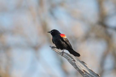 Kırmızı kanatlı bir karatavuğa yakın plan, Agelaius Phoeniceus bulanık arka plana tünemiş.