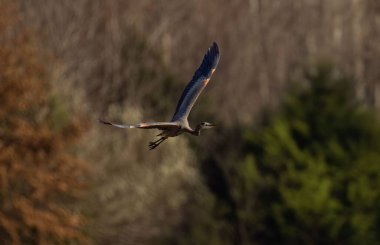 Bulanık arka planda uçan bir balıkçıl