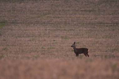 bir alanda genç geyik