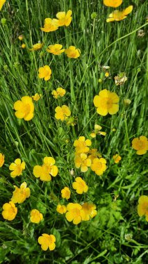 Bahçedeki yeşil yapraklar arasında Buttercup iğnesinin (Ranunculus acris) dikey çekimi