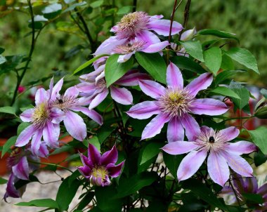 Güzel Clematis 'İmparatoriçe' nin çiçeklerinin yakın çekimi.