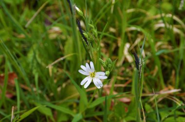 Çimlerle çevrili bir yıldız nemorumunun seçici odağı