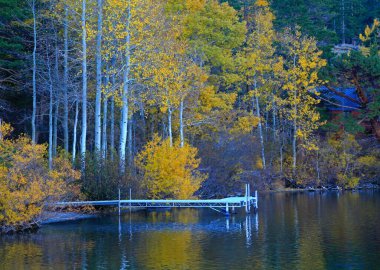 Aspen ağaçlarına yakın çekim ve sonbahar boyunca Kaliforniya 'daki June Lake Loop' un yansıması.